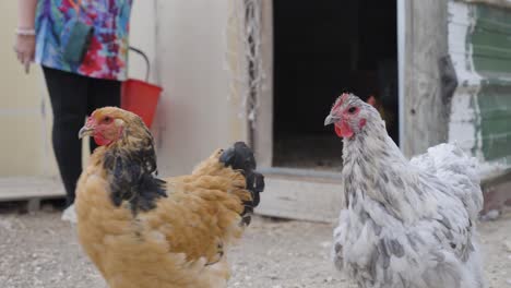 woman feeding chickens on a farm