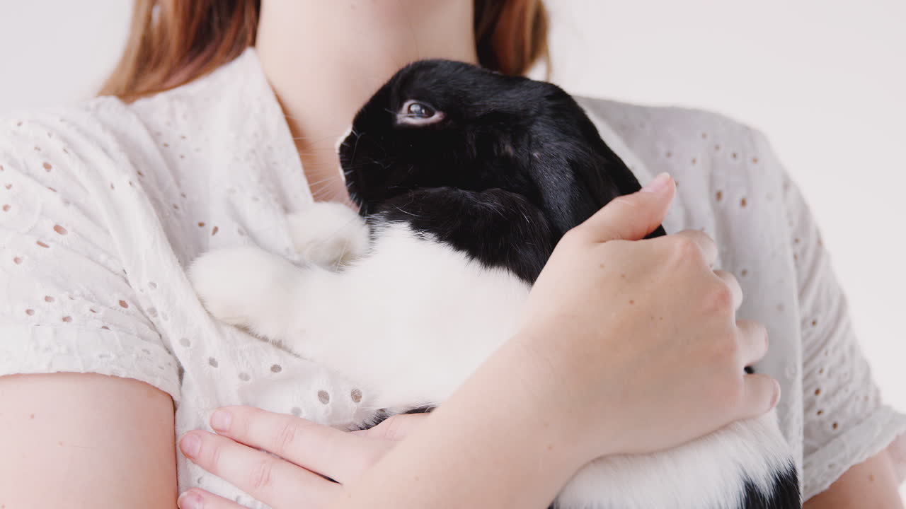 백색 배경 에 소형 검은색 과 색 의 플롭 귀 토끼 를 들고 있는 아이 의 근접 사진