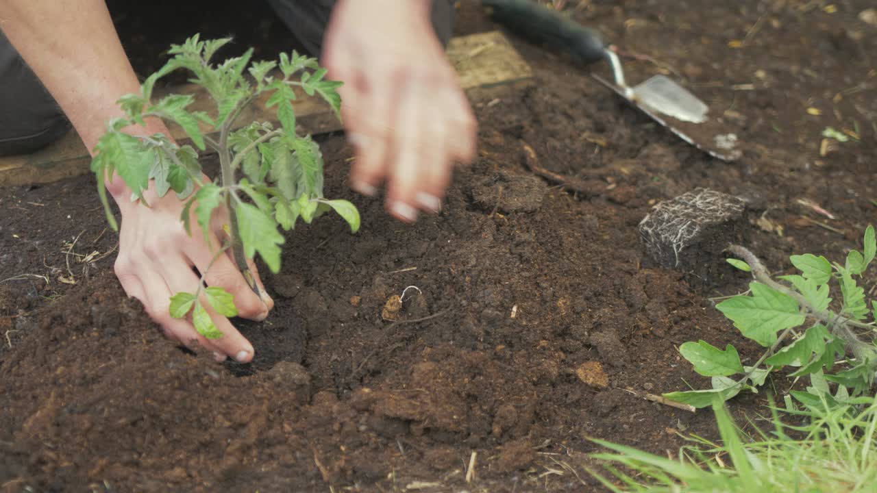 在室外移植番茄植物 移植到土壤中
