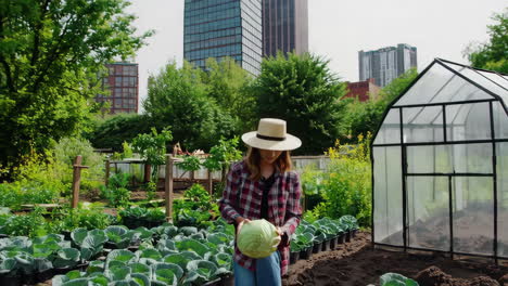 person harvesting cabbage in a garden