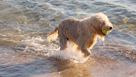 dog retrieves ball from water at brighton beach