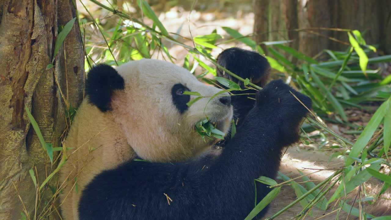 Obří panda opírající se o strom, jedící bambusové listy v rezervaci pand Dujiangyan v čínském Čcheng-tu. – statický záběr