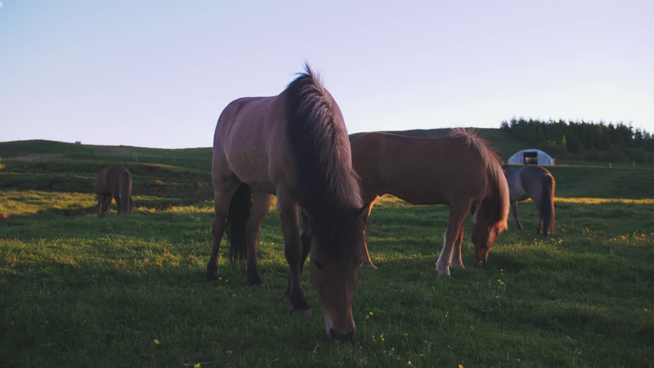 Icelandic horses in field during sunset