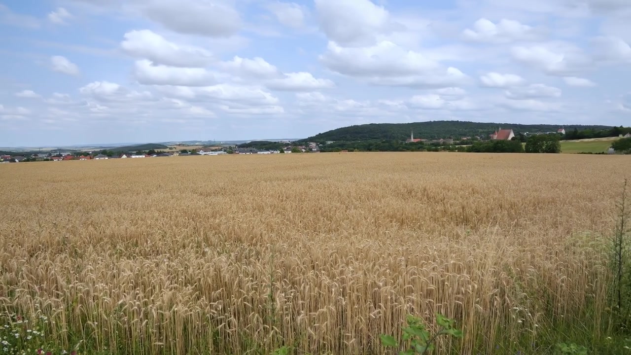 Golden wheat field stretching toward distant town and rolling hills beneath cloudy sky. Peaceful agricultural countryside landscape in Scotland United Kingdom during daytime