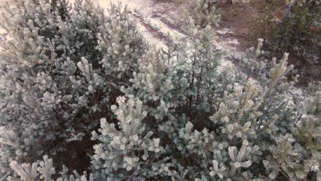 we fly up over the green trees covered with fluffy frost