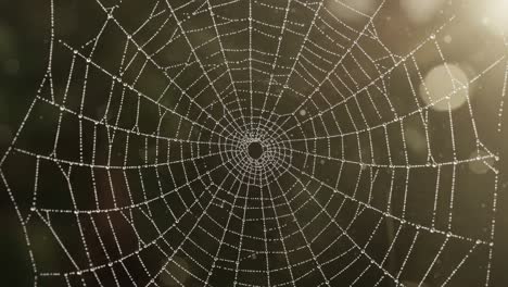 a stunning display of nature's artistry: the intricate design of a spider web glimmering with dewdrops in the morning light