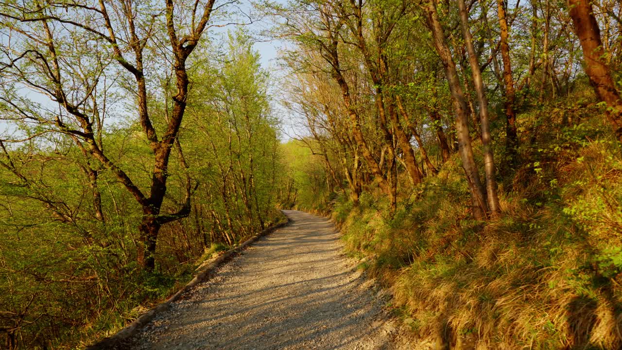 Scenic forest path with sunlight filtering through trees, peaceful nature walk