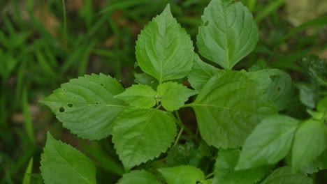 das heilige basilikumblatt ist ein ayurvedisches blatt.