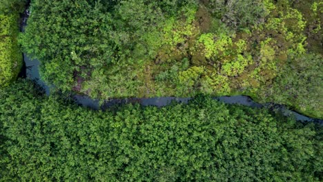 Aerial-top-down-view-river-in-tropical-jungle-green-rainforest