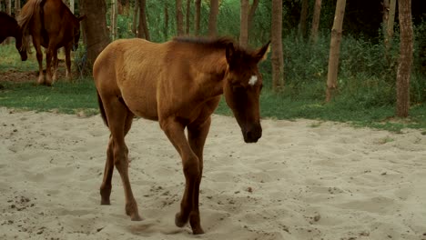 the horses walks outdoors