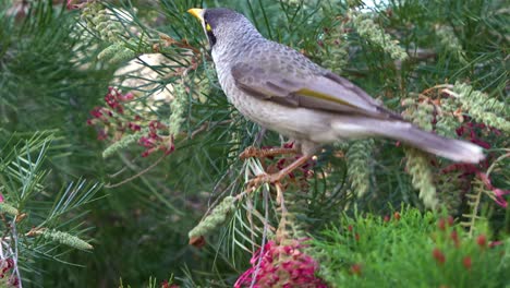 una foto de cerca de un ruidoso minero, manorina melanocephala, encaramado en una planta con flores de grevillea, alimentándose de néctar floral, vagando por los alrededores en los jardines botánicos.