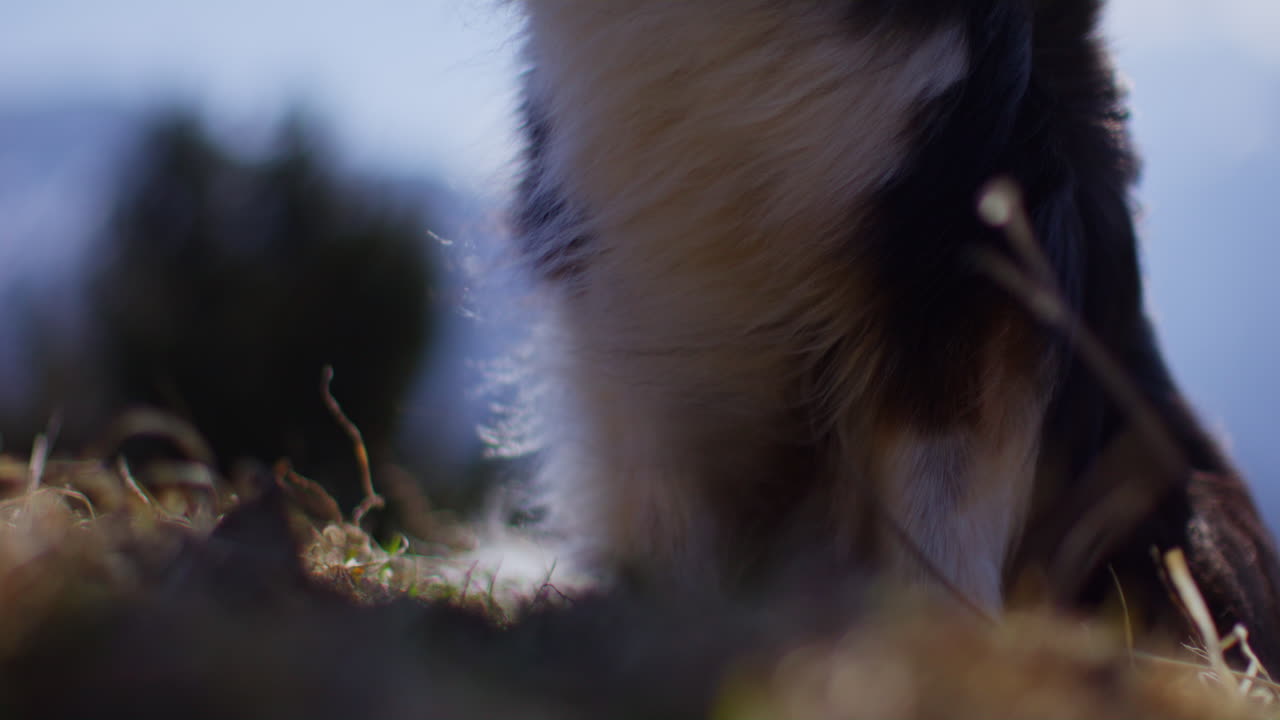 Samoyed and Shetland Sheepdog playing joyfully on a mountain field, surrounded by stunning alpine views and clear skies