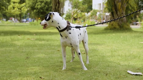 perro en el parque