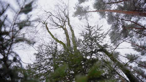 Winterwald,-Kamera-Blickt-In-Den-Himmel