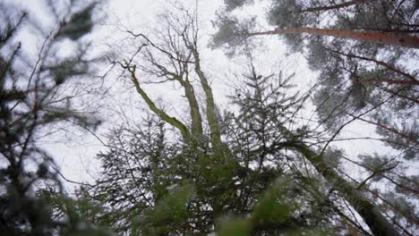 bosque de invierno, la cámara mira hacia el cielo