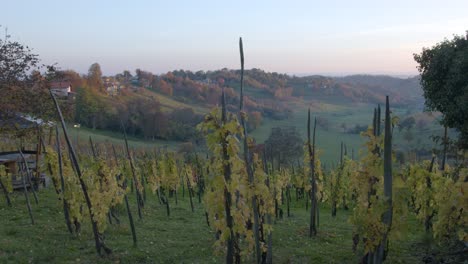 panorama de viñedos en el pequeño pueblo