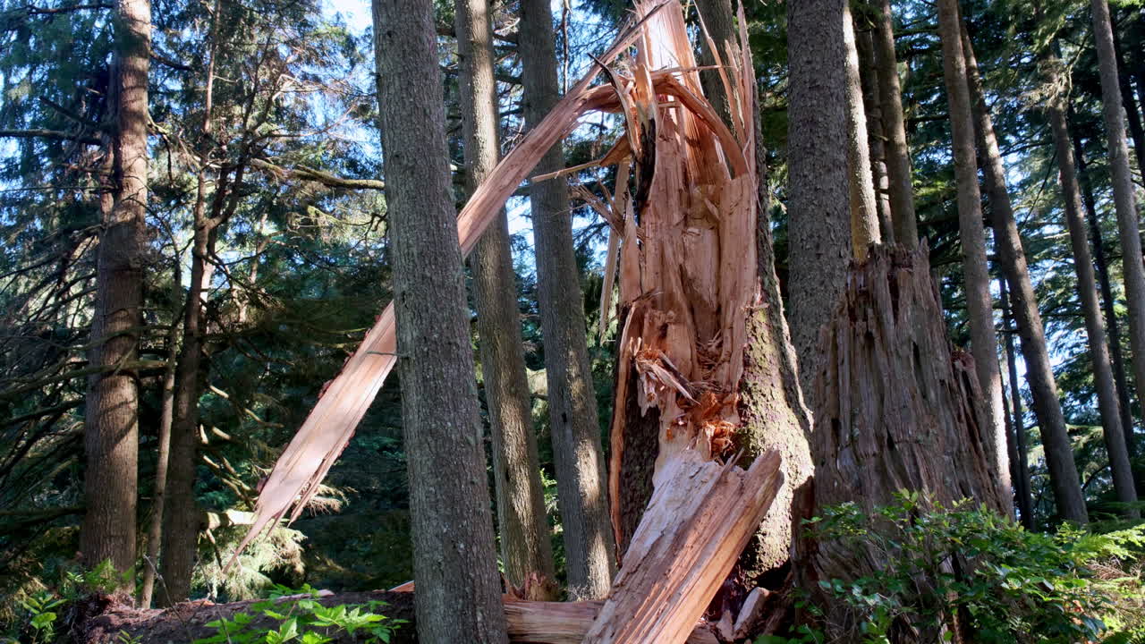 Et stort træ står splintret og knækket i en tæt skov efter alvorlig stormskade