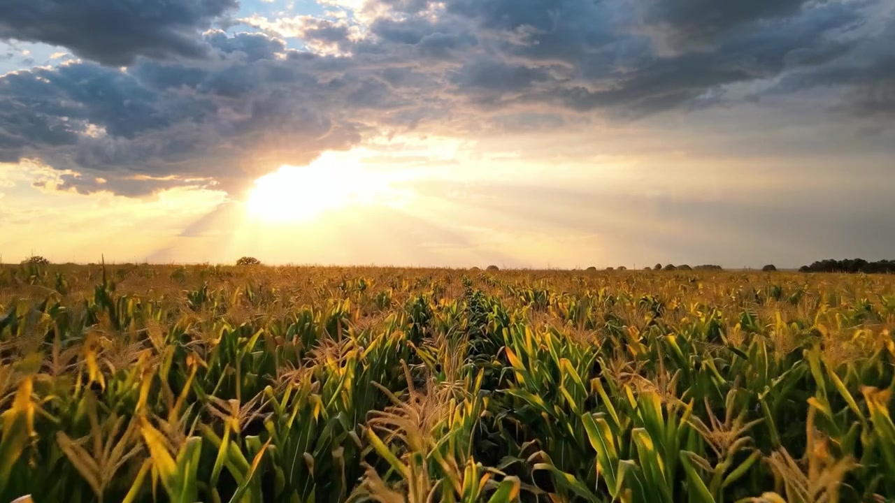 A Serene Sunset over a Golden Cornfield Captured in Two Frames, Revealing the Natural Beauty and Tranquility of Rural Landscapes at Dusk