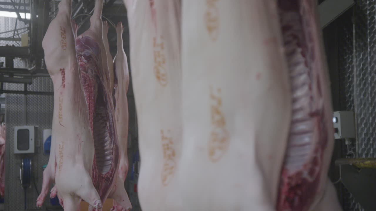 Pig carcasses without intestines on a transportation, conveyor belt