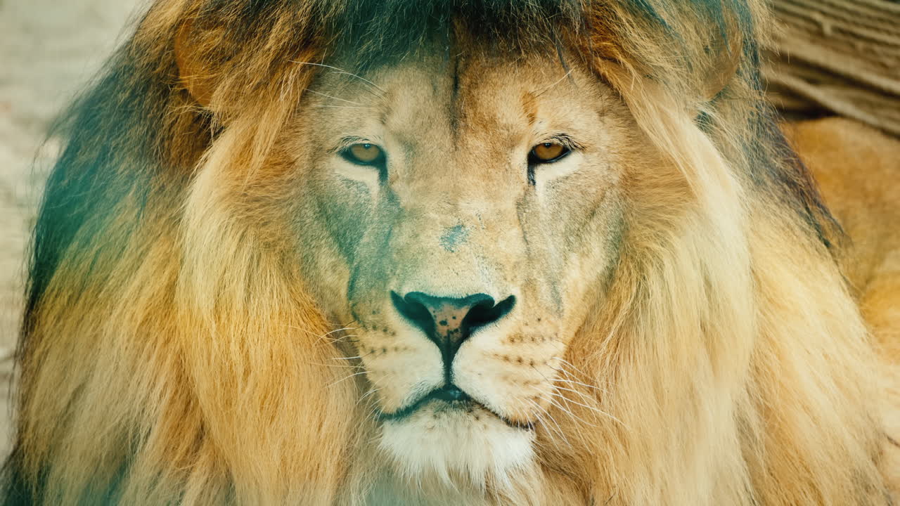 retrato de un formidable depredador africano - un león