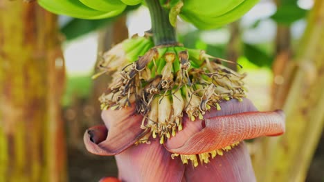 flowering banana plant with green, unripe bananas emerging, tilt-up