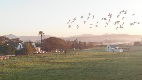 drone shot displaying a cow farm during sunrise, with birds flying past the lens