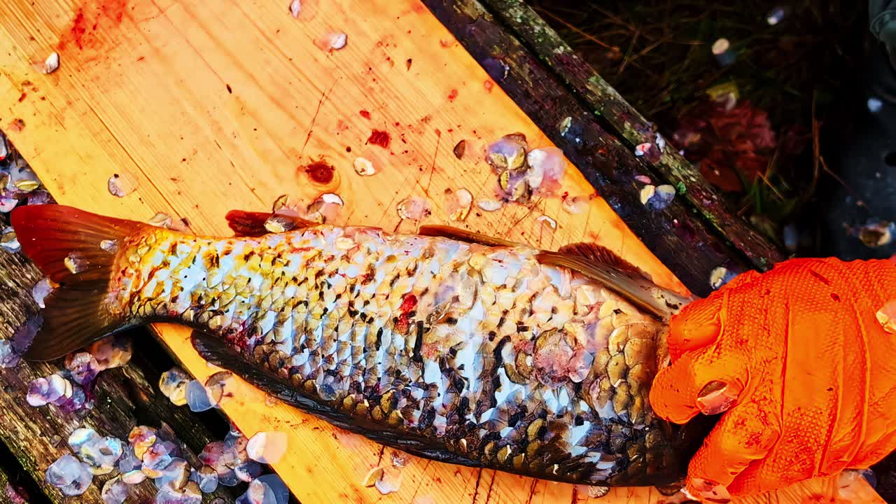 Fishmonger cleans fish on wooden board using knife with smooth quick scrubbing motion