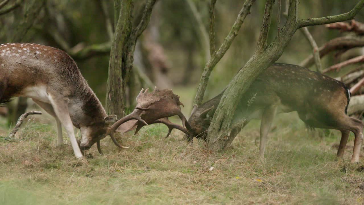 ciervos en barbecho rotting en el bosque