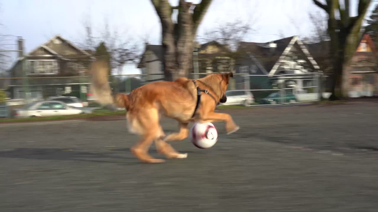 4K footage of a cute dog playing with a soccer ball in a schoolyard on a sunny morning