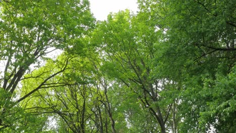 el dosel de los árboles verdes