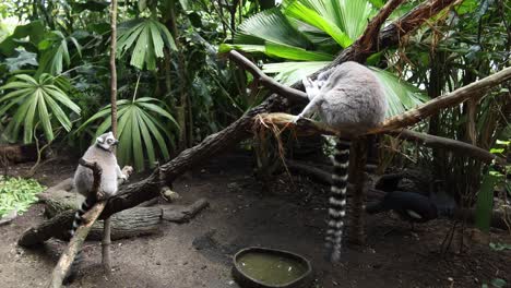 Lémur-De-Cola-Anillada-Mirando-Alrededor-En-El-Zoológico-De-Singapur,