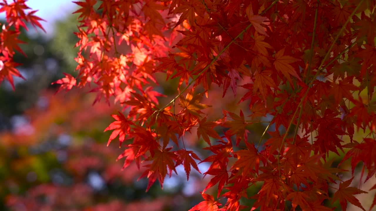 바람에 천천히 흔들리는 아름다운 붉은 색과 오렌지색 단풍잎을 닫습니다