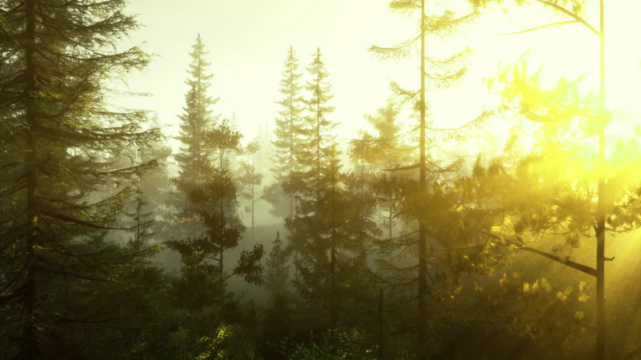 la luz del sol se filtra a través de los árboles en un bosque sereno al amanecer