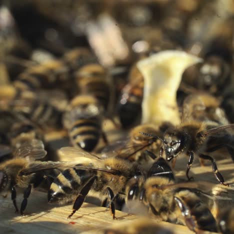 bees on honeycomb frame. bees turn nectar into honey. work of beekeeper in apiary.