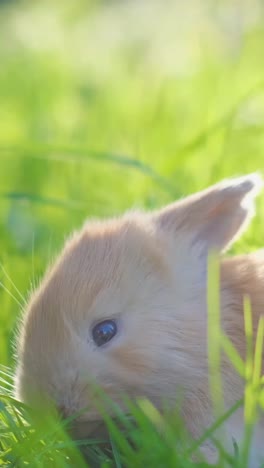 cute bunny in green grass