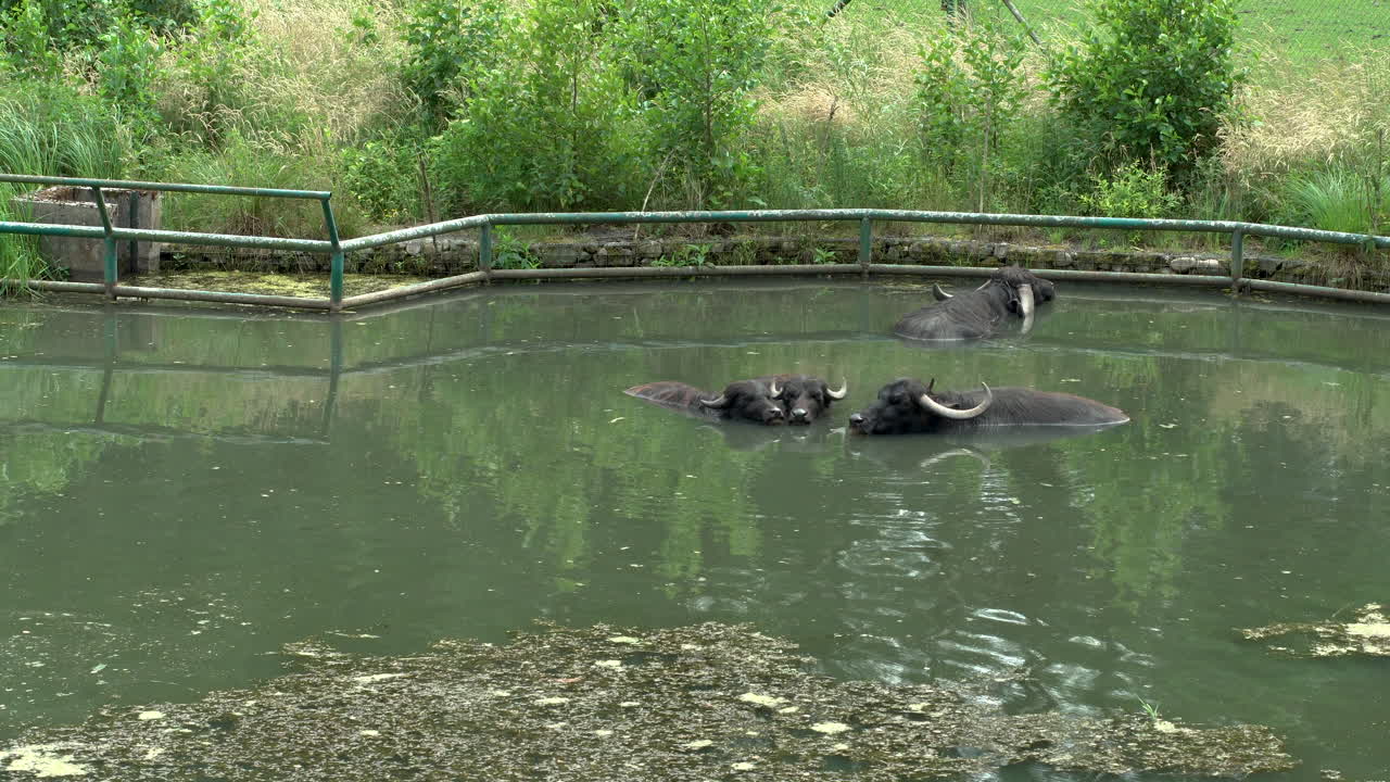 Idle lazy buffalos beating the summer heat at Oliwa Gdansk zoo Poland