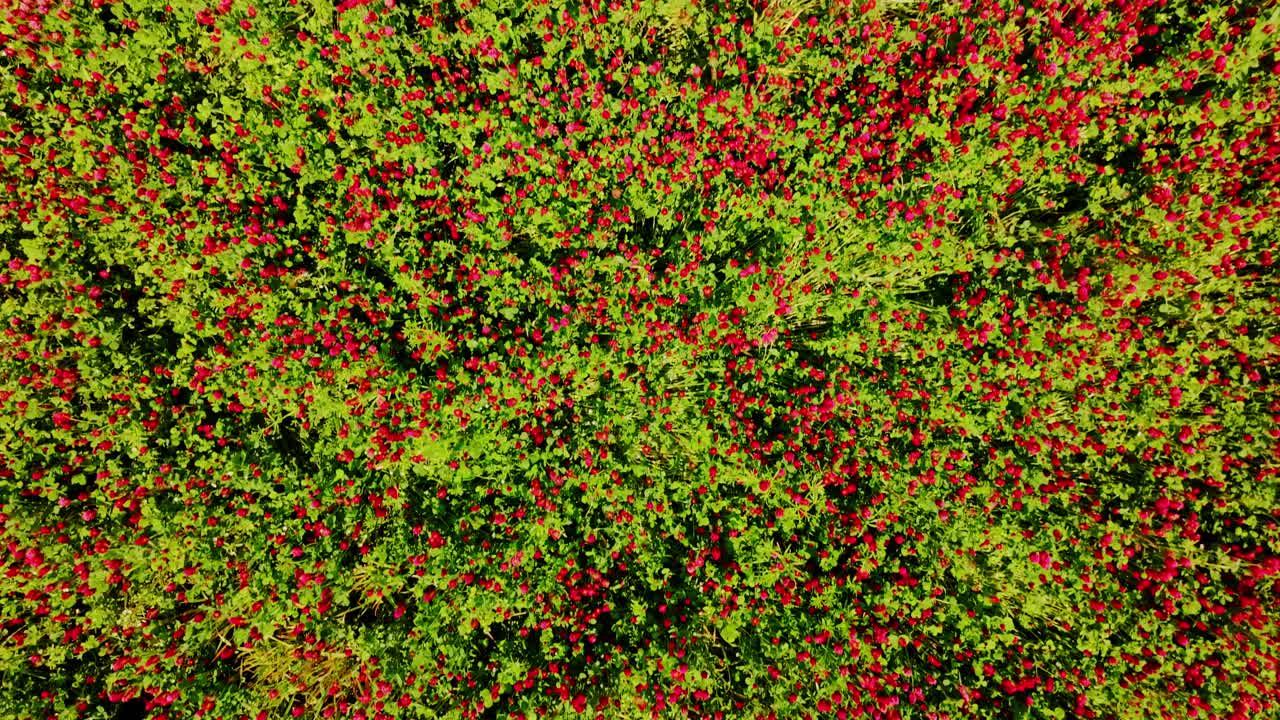 Forward drone slide, top down view of incarnate clover field in vivid bloom