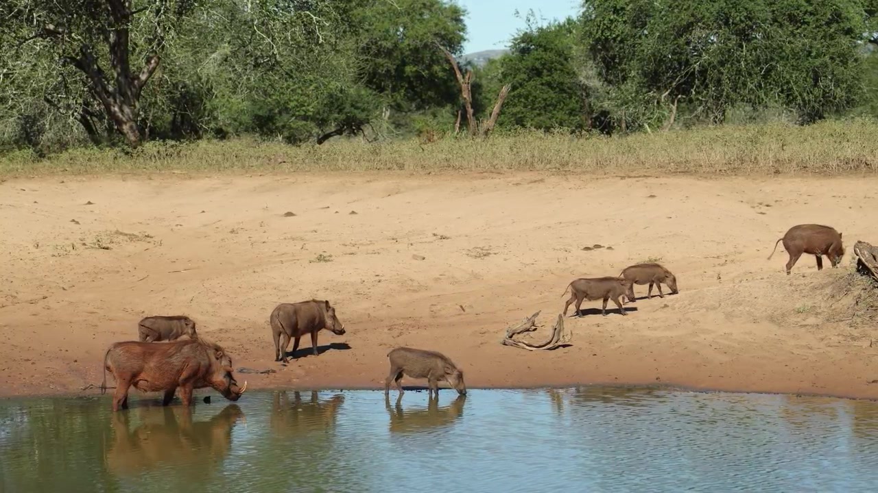 En gruppe vortesvin, inklusive smågrise, drikker ved vandhullet, mens en hun og hendes to smågrise går væk i sandet, Mkhuze Vildtreservat, Sydafrika.