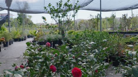 panning view of plants and trees for sale at a nursery
