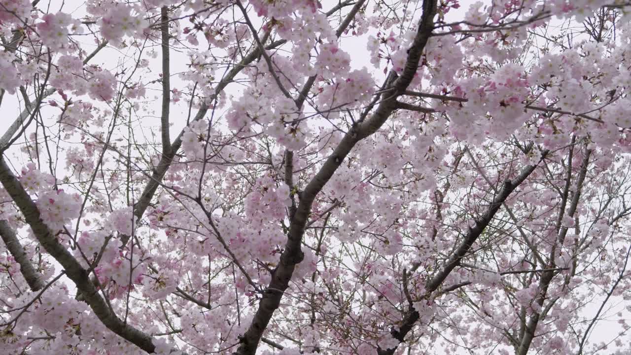 Walking underneath cherry blossom tree in slow motion