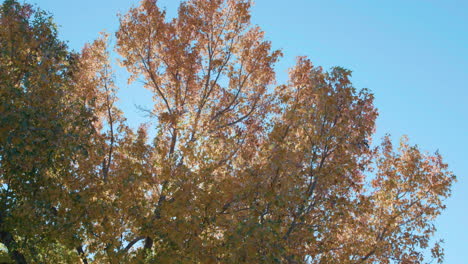 Hojas-De-Otoño-En-El-árbol-Con-Luz-Solar-Y-Cielo-Azul