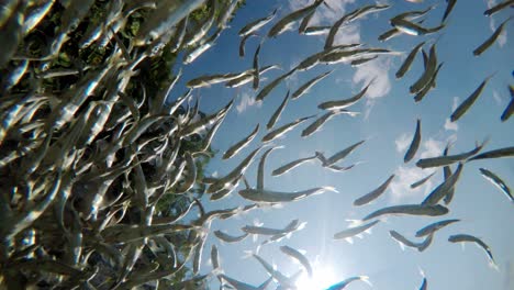 Fish-swimming-in-very-clear-and-transparent-shallow-water