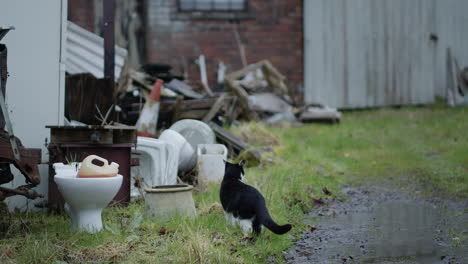 Katze-Läuft-An-Pfütze-Auf-Verlassenem-Grundstück-Vorbei,-Erkundet-Die-Gegend,-Handheld