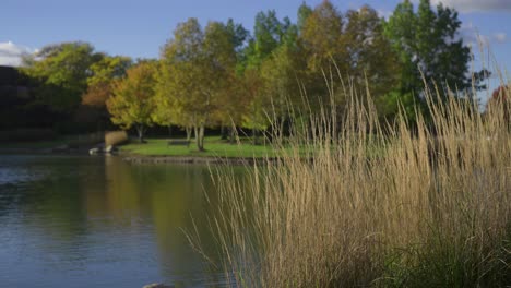 Reed-grass-flowing-in-wind-near-a-small-clear-pond