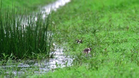 baby birds in a wetland