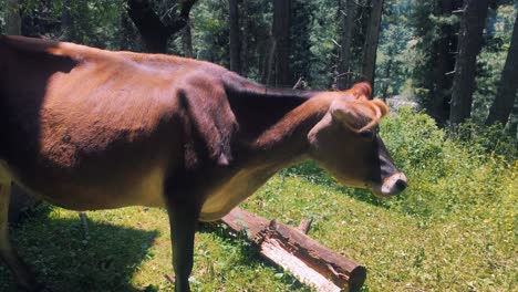 Raza-De-Ganado-Jersey-En-Prado-De-Bosque-De-Campo-De-Verano