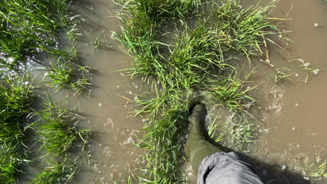 heavy rain floods a footpath with deep puddles as a walker wearing wellington boots makes his way along a public footpath, warwickshire, england