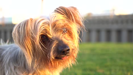 dog looking to the camera with curiosity expression raising his ears tilting his head