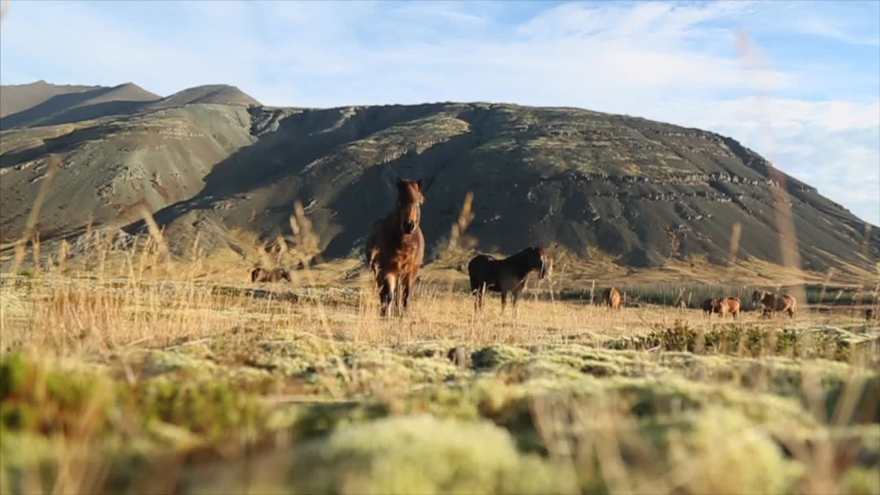 caballos islandeses en el campo