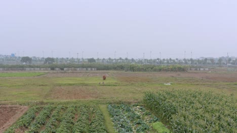 Drone-Shot-Flying-Over-Fields-in-South-Asia-Vietnam-Aerial